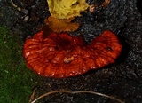 Ganoderma sessile image