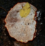Ganoderma sessile image