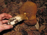 Leccinum manzanitae image