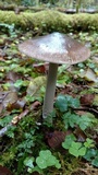 Amanita pachycolea image