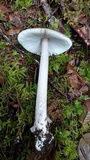 Amanita pachycolea image
