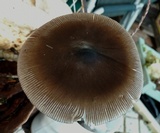 Amanita pachycolea image