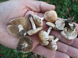Hebeloma arenosum image