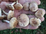 Hebeloma arenosum image
