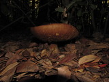 Leccinum manzanitae image
