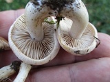 Hebeloma arenosum image