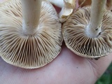 Hebeloma arenosum image