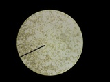 Hebeloma arenosum image