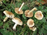 Hebeloma arenosum image
