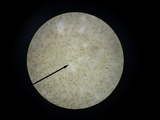 Hebeloma arenosum image