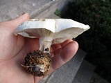 Clitocybe robusta image