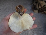 Clitocybe robusta image