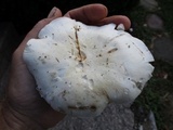 Clitocybe robusta image