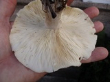 Clitocybe robusta image