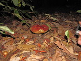 Leccinum manzanitae image