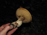 Leccinum manzanitae image