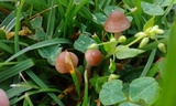 Panaeolus cinctulus image