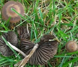 Panaeolus cinctulus image