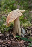 Boletus depilatus image