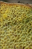 Boletus depilatus image