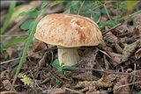 Boletus depilatus image
