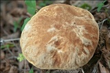 Boletus depilatus image
