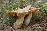 Boletus depilatus image