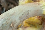 Boletus depilatus image
