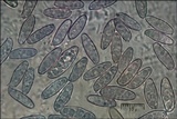 Boletus depilatus image