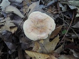 Paxillus rubicundulus image