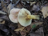 Paxillus rubicundulus image