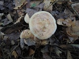Paxillus rubicundulus image