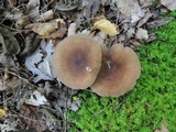 Lactarius lignyotus var. nigroviolascens image