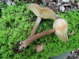 Lactarius lignyotus image