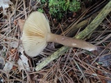 Lactarius lignyotus var. nigroviolascens image