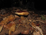 Leccinum manzanitae image