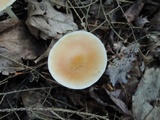 Marasmius strictipes image