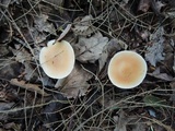 Marasmius strictipes image