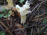 Helvella crispa image