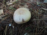 Agaricus silvaticus image