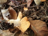 Hydnum umbilicatum image