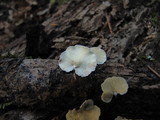 Cheimonophyllum candidissimum image