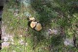 Hypholoma subviride image