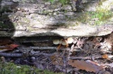 Hypholoma subviride image