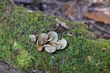 Hypholoma subviride image