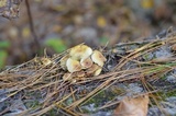 Hypholoma subviride image