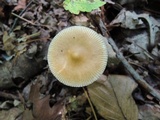 Amanita amerifulva image