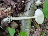 Amanita amerifulva image