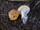 Cortinarius mucosus image