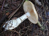 Cortinarius mucosus image